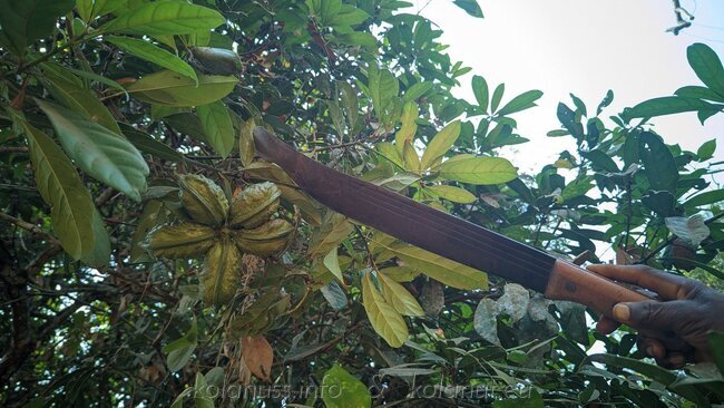 5 Kolanussfruechte im Baum