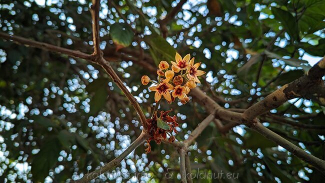 Ein Bündel leuchtender Kolablüten im Geäst des schattigen Baumes