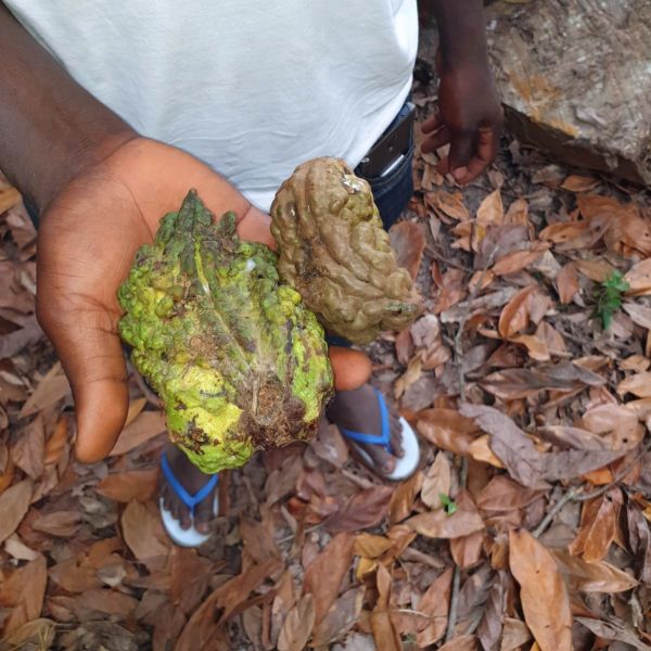 reife Kolanussfrüchte in der Hand des Bauern in Togo