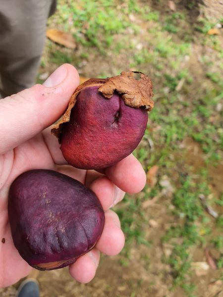 angetrocknete reife violette Kolasamen, mit Resten der ehemals weißen Hülle