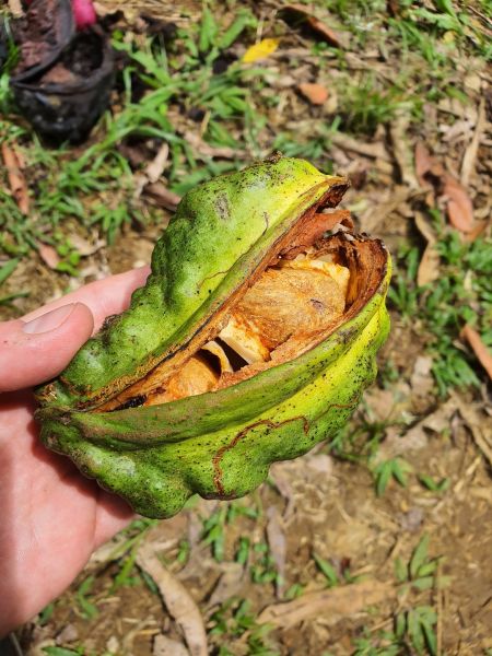 eine reife aufgeplatzte Frucht mit darin schlummernden Kolasamen