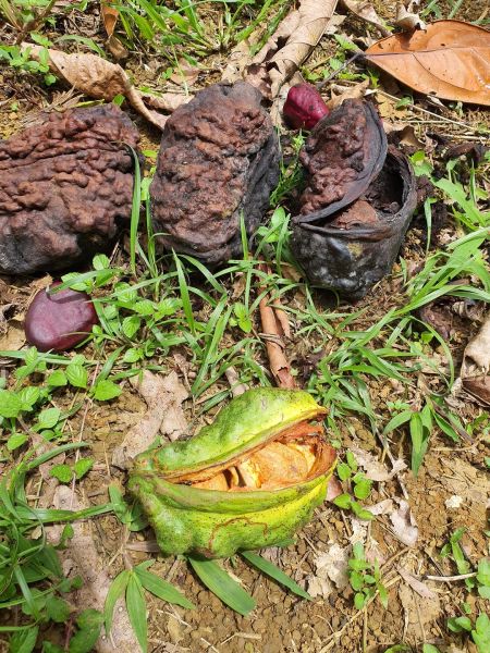 reife Sammelfrüchte der Colanuss von frisch grün bis schrumplig braun, darinnen die gut geschützten Kolasamen