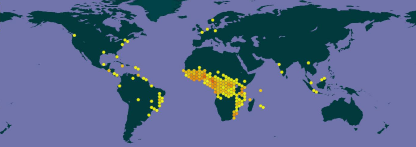 via GBIF (Quelle/Link siehe Text) gesicherte Vorkommen (rund 26.500) von aktuell (Mai 2025) 142 Kolaspezies, inkl. botanische Gärten weltweit