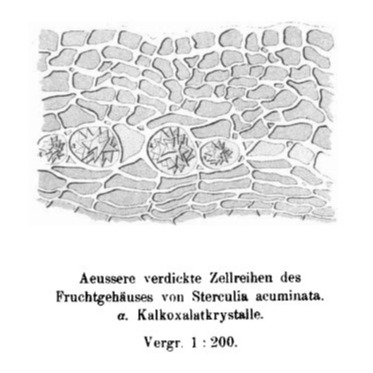 mikroskopische Zeichnung von cola acuminata aus Archiv der Pharmazie von H. Zohlenhofer