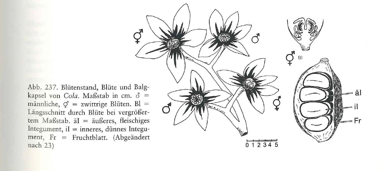 Skizze von Kolablüten und -früchten
